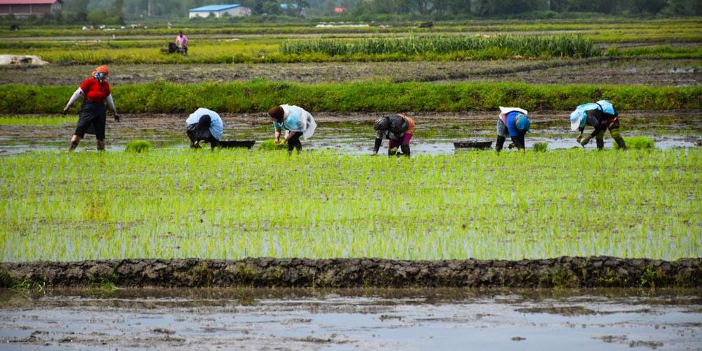 کاشت گیاه کینوا (شبه برنج) در کشور شکست می‌خورد