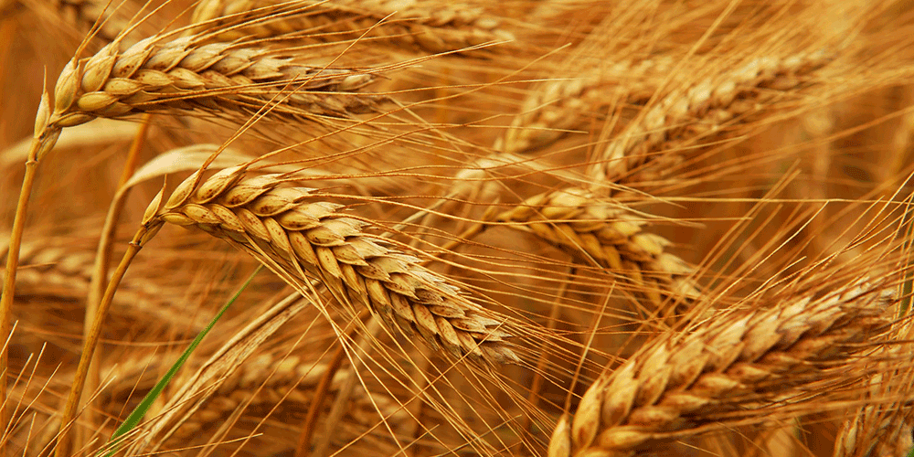 فائو کاهش ۱۱ درصدی «تولید گندم ایران» در سال  ۲۰۱۸ را پیش‌بینی کرد