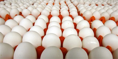 تخم مرغ، بیشترین افزایش قیمت سالیانه در سال 96