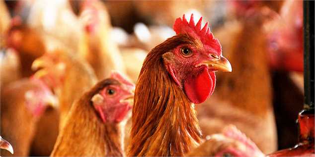 سهم ایران در تجارت جهانی مرغ به کمتر از یک درصد می‌رسد