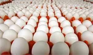 مخالفت تولیدکنندگان با کاهش قیمت تخم مرغ