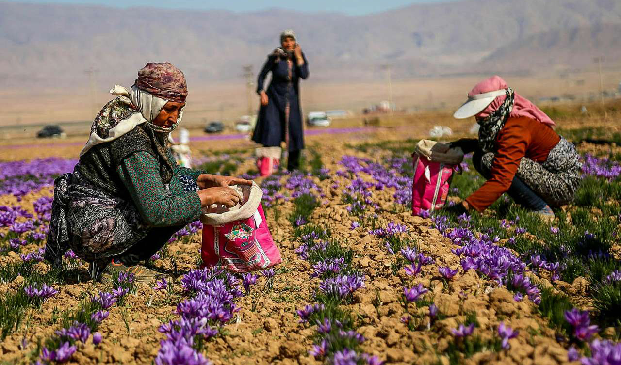 نگرانی زعفران کاران با توسعه ابزارهای جدید مالی در بورس کاهش می‌یابد