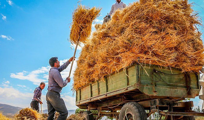 نیازی به واردات گندم نداریم/ حضور دلالان در بازار گندم گمانه‌زنی است