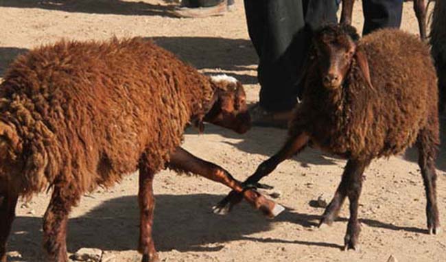 قیمت دام زنده سبک برای عید قربان 42 هزار تومان تصویب شد