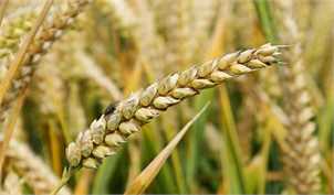 زور تولیدکنندگان به واردات‌چی‌های گندم نرسید/ به بن بست کشاندن خودکفایی با سیاست نادرست