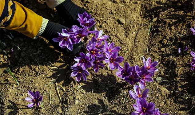 اُفت میلیونی قیمت زعفران در روزهای کرونایی