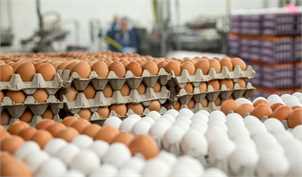 ثبات نرخ تخم مرغ در بازار؛ قیمت تمام شده تخم مرغ به ۱۲ هزار تومان رسید