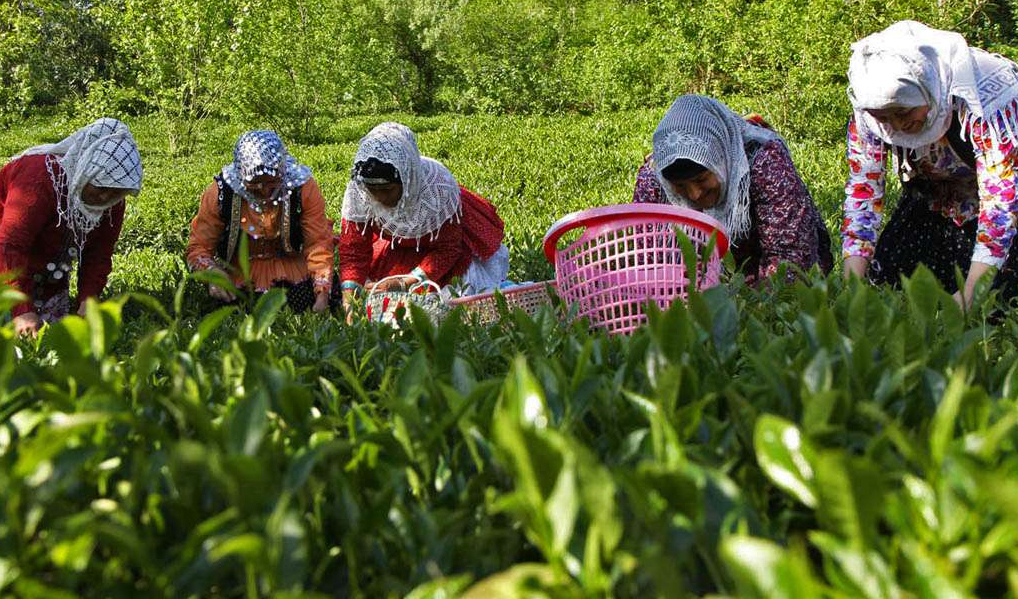پیش بینی برداشت ۱۳۵ هزار تن برگ سبز چای/ مطالبات هر ماه پرداخت می‌شود