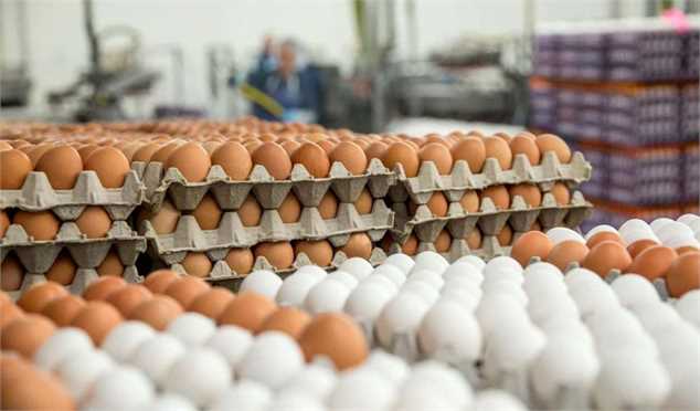 صادرات تخم مرغ متوقف شد؛ قیمت هر شانه تخم مرغ درب مرغداری ۲۳ هزار تومان
