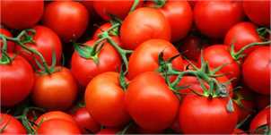 صادرات ۱۴ هزار تن گوجه فرنگی طی ۱۱روز به کردستان عراق/ ماجرای افت شدید قیمت‌ها در مرز