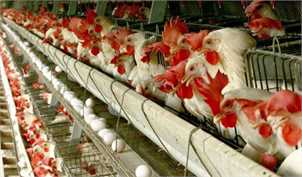 نژاد آرین، «مرغ اجداد» مورد نیاز کشور را تامین می‌کند