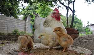 حذف ۸ میلیون مرغ مولد از ابتدای امسال/ بی‌توجهی دولت به هشدار‌های مرغداران