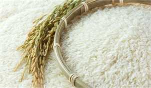 تداوم کاهش جهانی قیمت در بازار برنج