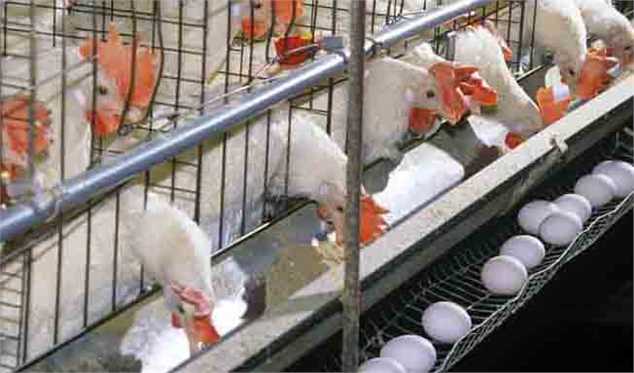 کشتار گسترده مرغ‌ها منجر به افزایش قیمت تخم‌مرغ شد