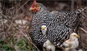 برنامه‌ریزی افزایش تولید جوجه یک روزه برای عرضه بیشتر مرغ/ نظارتی بر توزیع مرغ وجود ندارد