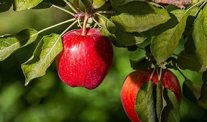 دولت سیب درجه یک را 6850 تومان خرید تصمینی می‌کند