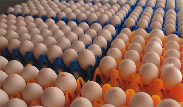 قیمت منطقی هر عدد تخم‌مرغ در خرده‌فروشی‌ها حداکثر ۱۴۰۰ تومان