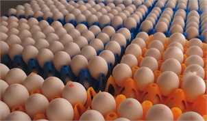 قیمت منطقی هر عدد تخم‌مرغ در خرده‌فروشی‌ها حداکثر ۱۴۰۰ تومان