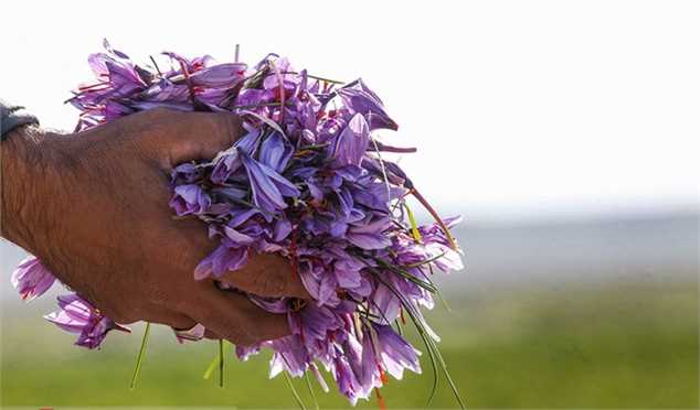 صادرات ۱۰۳ میلیون دلاری زعفران طی ۹ ماهه امسال صورت گرفت