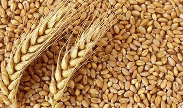 رکورد جدید افزایش قیمت گندم در بازارهای جهانی/ رشد 7 دلاری در یک روز