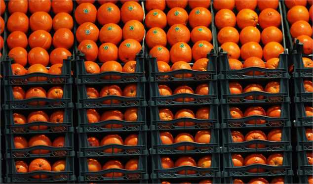 صادرات مرکبات ایران به چین برای نخستین بار/ تکذیب کاهش سرانه مصرف میوه