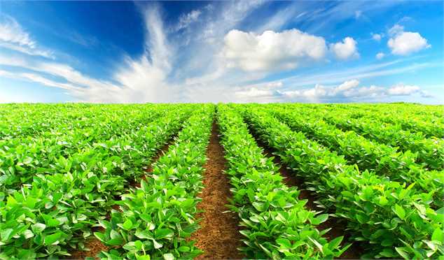 افزایش ۱۰۰ درصدی ضریب خودکفایی محصولات کشاورزی با اجرای الگوی کشت