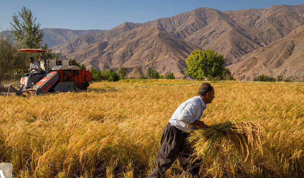 گزارش فائو از نقش مهم ایران در تأمین غذای جهان/ رتبه‌های ۱ تا ۲۰ ایران در صادرات ۲۵ محصول