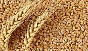درخواست تجدید قیمت گندم پیش از سال زراعی/شوک قیمتی مدیریت می‌شود؟