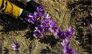 تولید ۹۰ درصد زعفران جهان در ایران