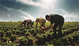 صادرات محصولات کشاورزی رونق می‌یابد