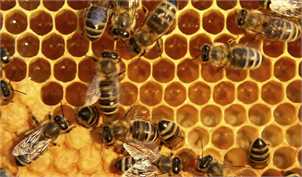 معافیت محصولات زنبور عسل از مالیات بر ارزش‌ افزوده تصویب شد