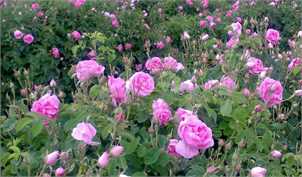 ۷۱ درصد تولید گل محمدی جهان در اختیار ایران است