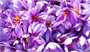 تولید ۴۷۰ هزار تن زعفران در سال گذشته