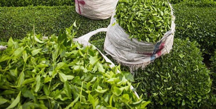خرید ۵۲ هزار تن برگ سبز چای/ استحصال ۱۱ هزار تن چای خشک