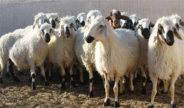 سیاست وزارت کشاورزی برای واردات بره پرواری/ اعلام نرخ گوسفنده زنده