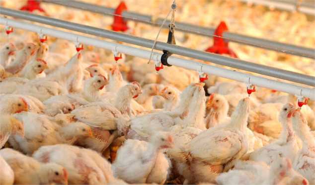 میانگین قیمت مرغ زنده ۵۶ تا ۵۷ هزار تومان است