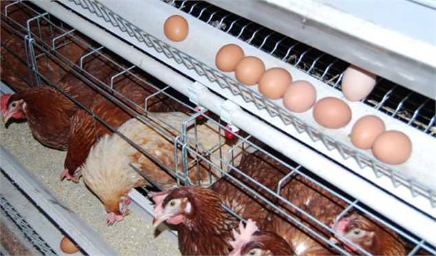 وزیر جهاد: از واردکننده مرغ و تخم‌مرغ به صادرکننده تبدیل شدیم/ دام زنده عید قربان تأمین شد