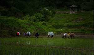 نگرانی از اعمال ممنوعیت قریب‌الوقوع ترخیص برنج