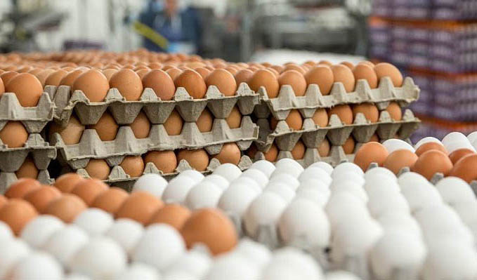 ماهانه ۱۰۵ تا ۱۰۷ هزار تن تخم‌مرغ در کشور تولید می‌شود