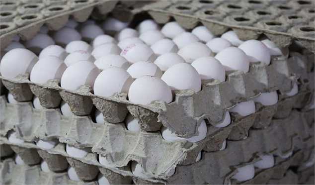 برآورد شدن رشد ۱۰ درصدی صادرات تخم مرغ تا پایان سال