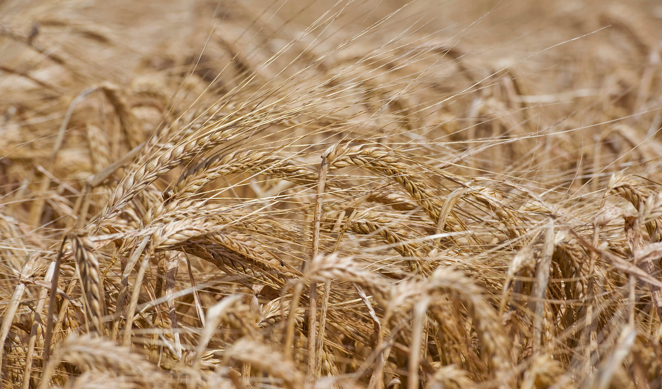 ایران از خودکفایی مطلق به مازاد تولید گندم می‌رسد/ پرداخت ۴۶ درصد مطالبات گندمکاران