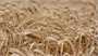 ایران از خودکفایی مطلق به مازاد تولید گندم می‌رسد/ پرداخت ۴۶ درصد مطالبات گندمکاران