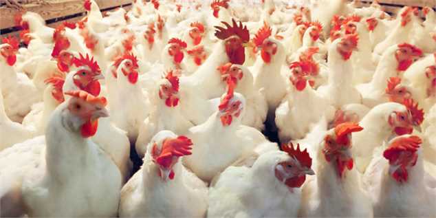 پیش‌شرط رونق صادرات مرغ