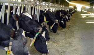 رشد ۱.۹ درصدی تعداد دام سنگین در کشور در بهار ۱۴۰۳/ رشد ۱۲.۵ درصدی تولید شیر