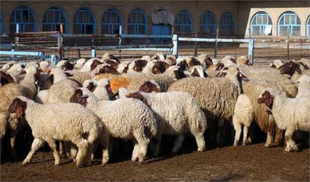 قیمت هر کیلوگرم گوسفند زنده و گوساله اعلام شد