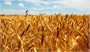 افزایش ۴۴ درصدی تولید گندم در طرح جهش تولید در دیمزارها