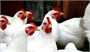 استمرار افزایش تولید و کاهش قیمت گوشت مرغ در بازار