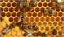 ۱۲۱ هزارتن عسل در کشور تولید شد