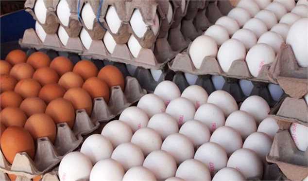 صادرات ۵۵ هزار تن تخم‌مرغ طی ۴ماه/ صدور نخستین محموله به سودان