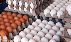 صادرات ۵۵ هزار تن تخم‌مرغ طی ۴ماه/ صدور نخستین محموله به سودان